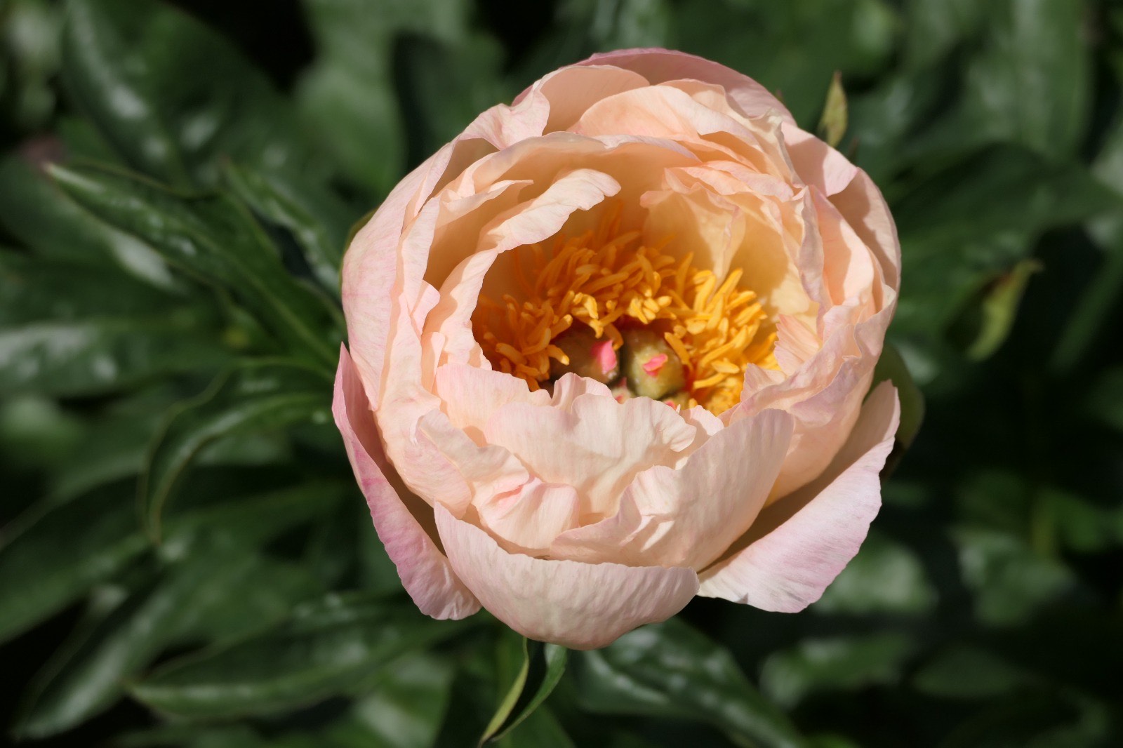 kings day peony