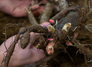 peony cuttings