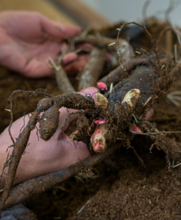 peony cuttings