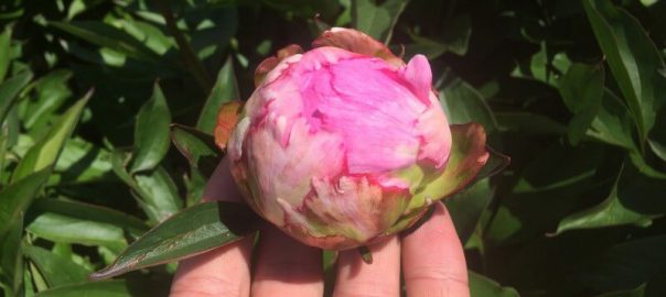 peony care