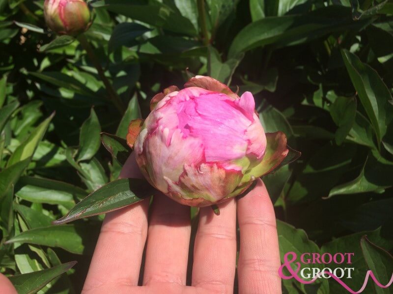 peony care