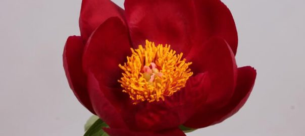 peony_varieties