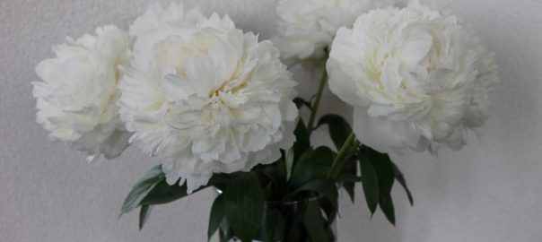 how to dry peonies