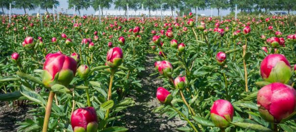 when do peonies bloom