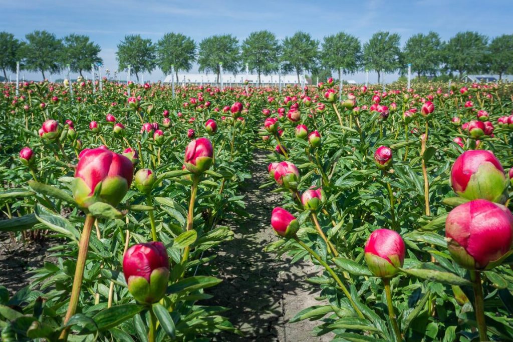 wanneer pioenrozen planten