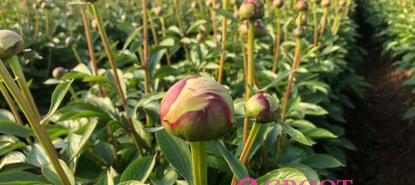 when to plant peonies