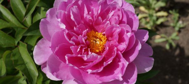 when to cut back peonies