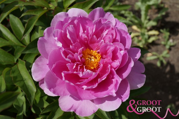 when to cut back peonies