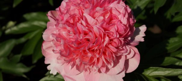 growing peonies in pots