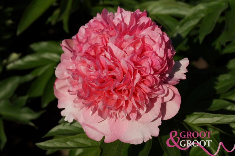 growing peonies in pots