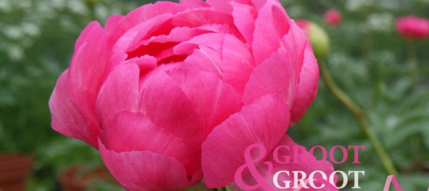 overwintering peonies in pots