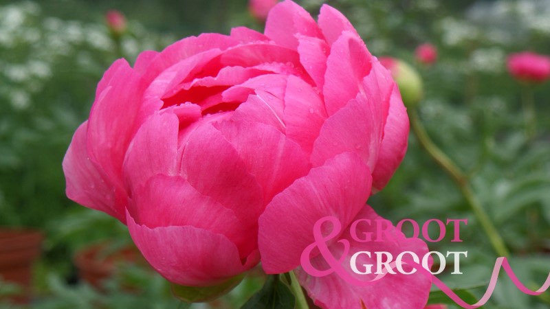 overwintering peonies in pots