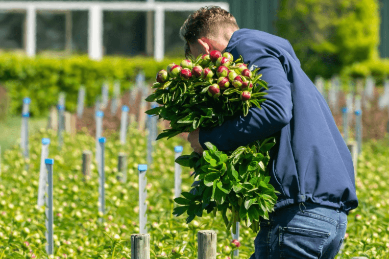 how many peony bulbs per pot