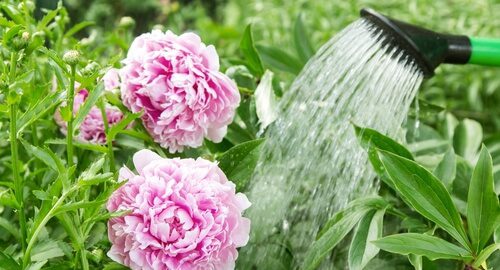 how often to water peonies in pots