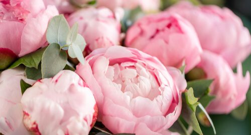 when are peonies in season