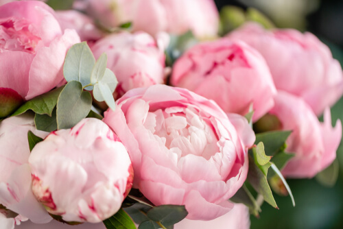 when are peonies in season