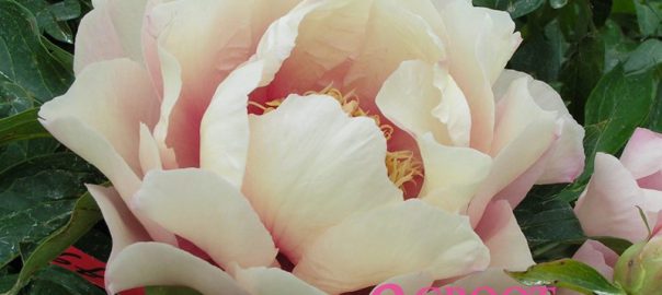 transplanting peonies in pots