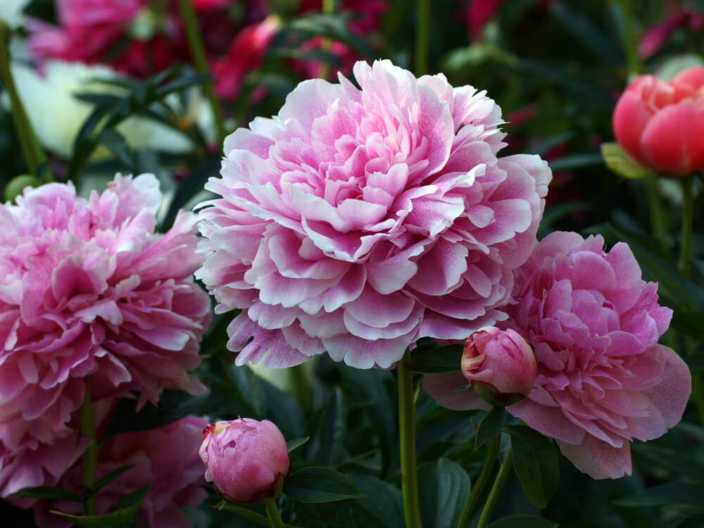 fragrant peony varieties