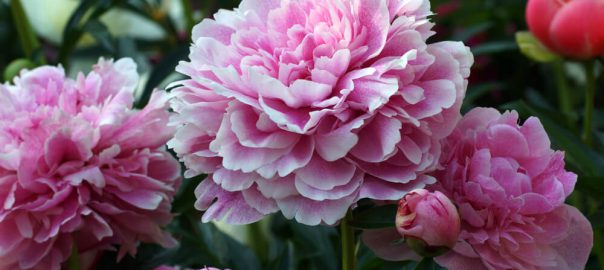 which peony types are there