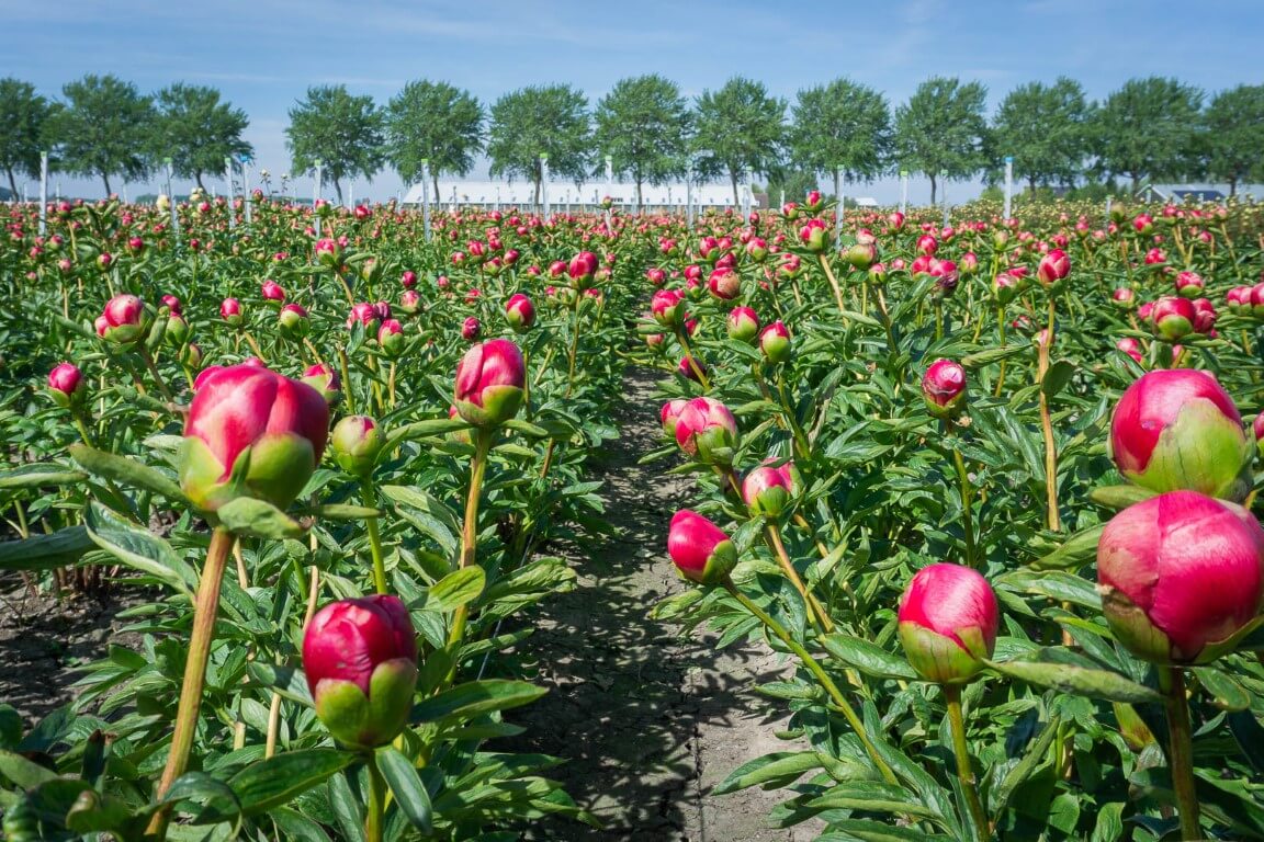 where are peonies native to