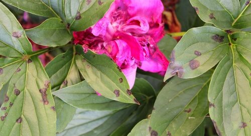 peony diseases