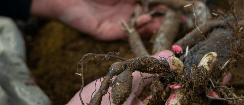 peony roots wholesale