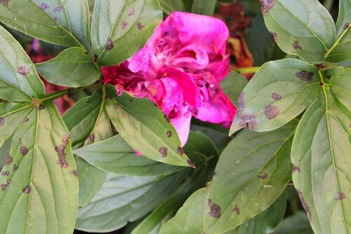 peony leaf problems