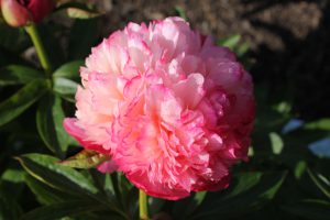 Coral Pom Pom