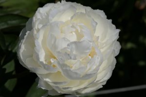 FRINGED IVORY