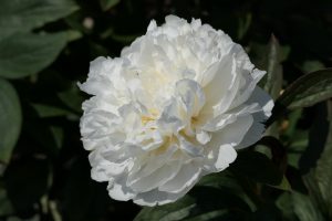 Fringed Ivory_peony
