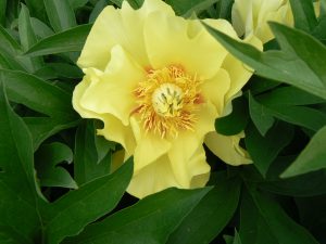 peony_roots_Going Bananas