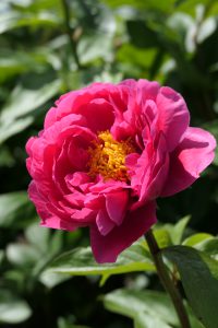 Heavenly showcase_peony