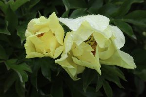 Going bananas_peony