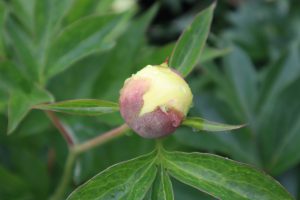 Going Bananas_peony_roots