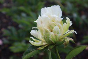 green monster_peony