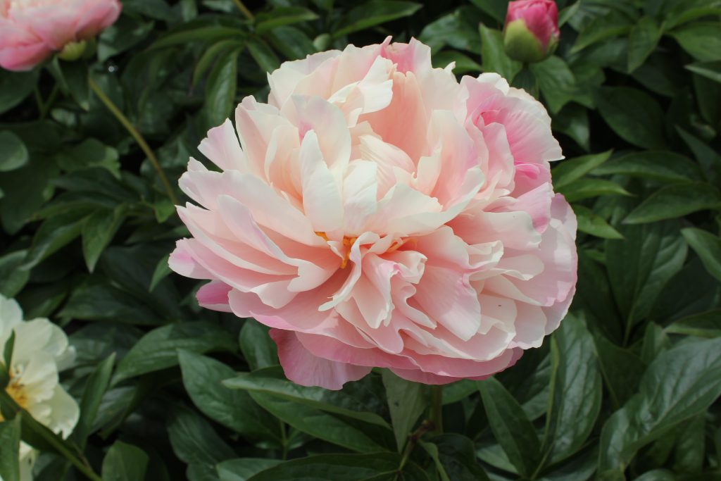 Joyful Blush
