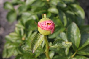 Joyful Morning_peony
