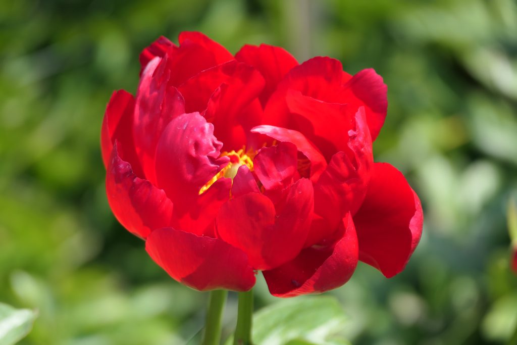 RED RED ROSE