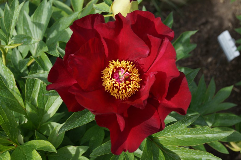 Scarlet Heaven