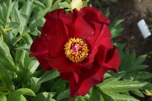 Scarlet Heaven