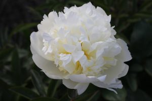 White Charm