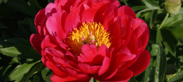 how long do peonies bloom