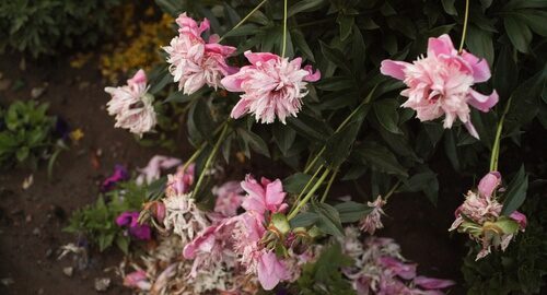 what to do when peony flower dies