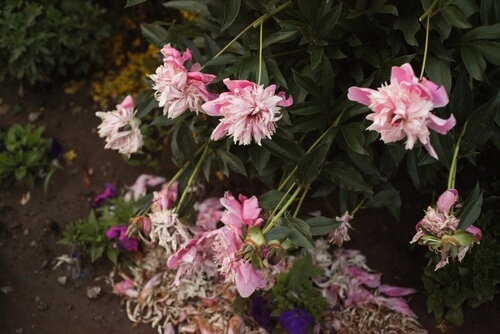 what to do when peony flower dies