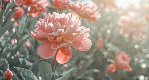how much sun do peonies need