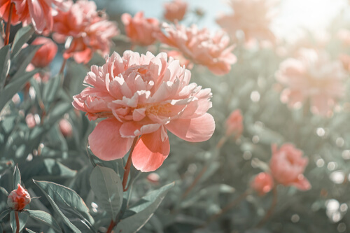 how much sun do peonies need
