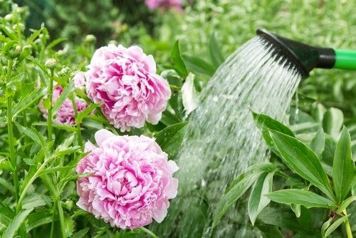 watering peonies