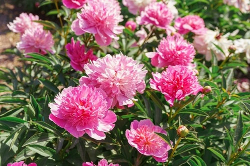what flowers go with peonies