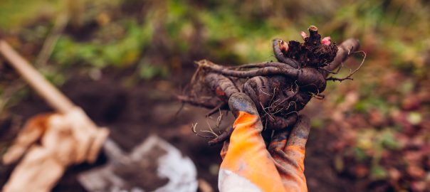 Can you root peony cuttings in water