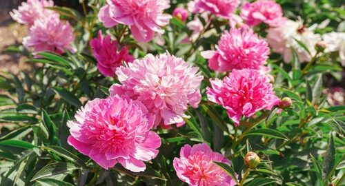 most popular peonies